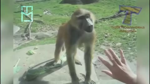 Funny Animals ; Funny video أجمل لقطات مضحكة للحيوانات - القرد أم الاسد