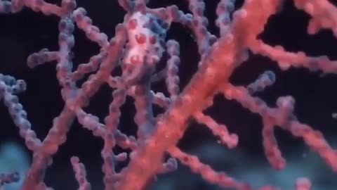 This is a beautiful and charming water-dwelling species