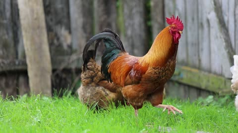 chickens-looking-for-food hd