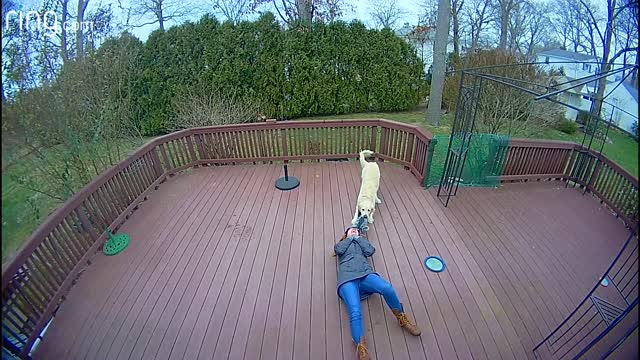 Dog Mistakes Furry Scarf For a Toy & Drags Owner Around Deck | RingTV