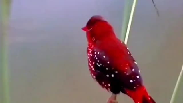 Beautiful bird