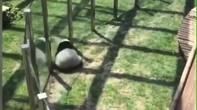 Panda video funny