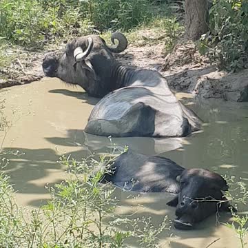 Buffalo enjoying the Mud bath