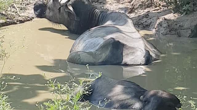 Buffalo enjoying the Mud bath