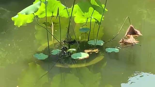 A beautiful lotus