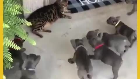 Fanny cat and dogs