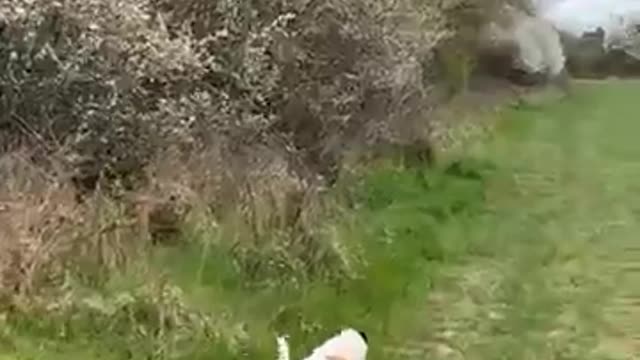 A healthy dog with a happy tail in the forest