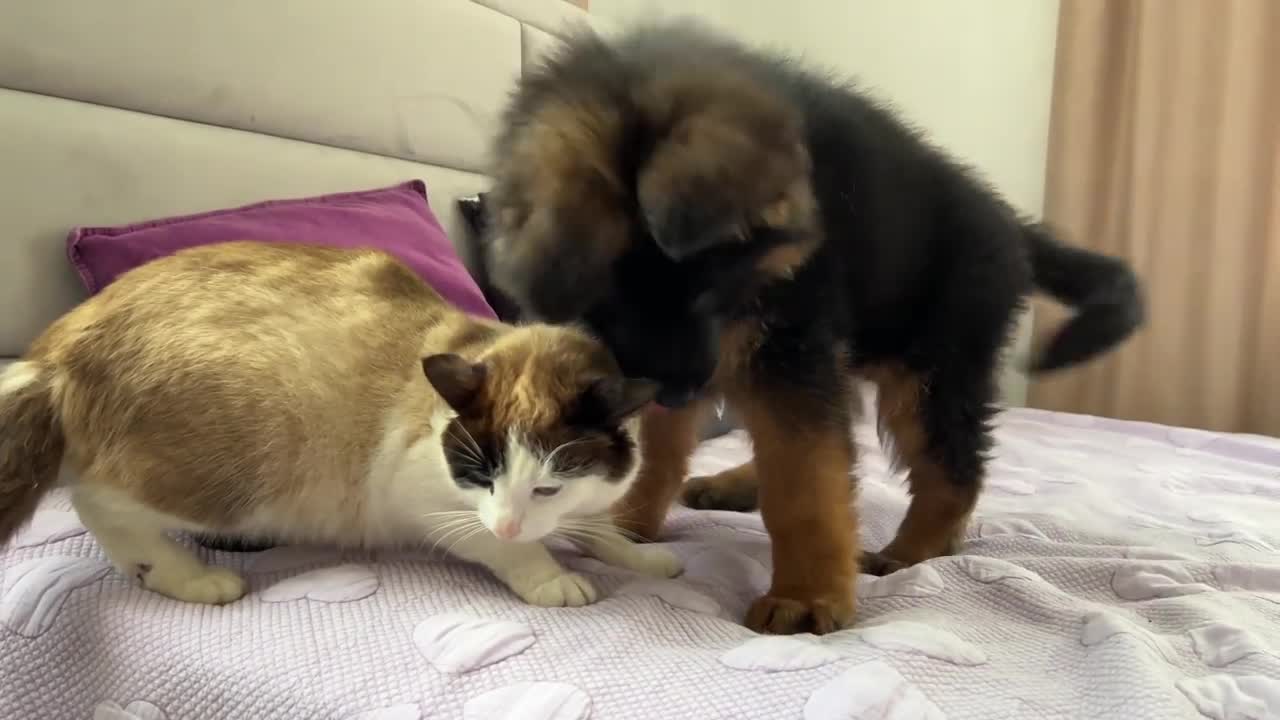 German Shepherd Puppy Meets Cat for the First Time