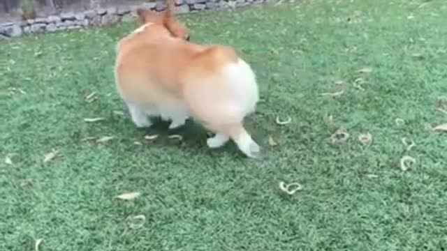 Funny Corgi Doing Yoga Traning With It's Owner Outside