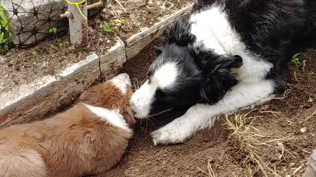 TERRA Byte and Tia digging to stay cool