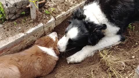 TERRA Byte and Tia digging to stay cool