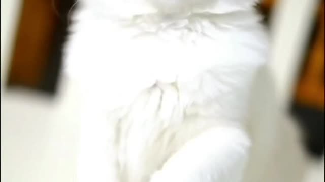 a puppet cat