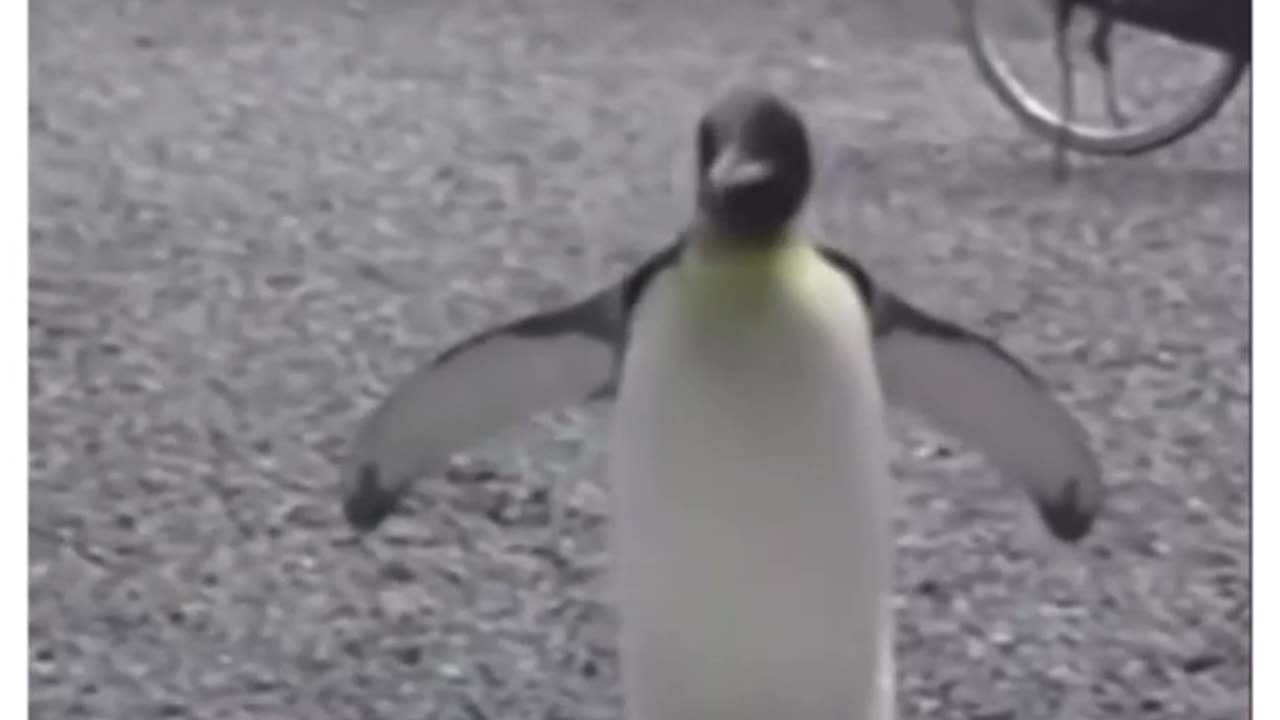 In any major western city this penguin would be stolen, raped, ransomed or just stabbed to death..