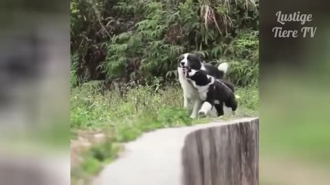 The Best Funny Cats and Dogs