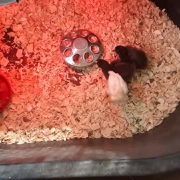 Chicks in a brooder part 3
