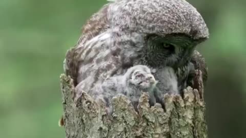 A nest in a dead tree