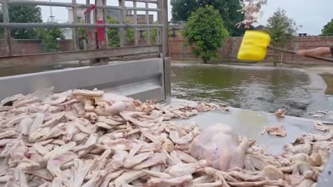 Amazing !! Death-defying crocodile breeding