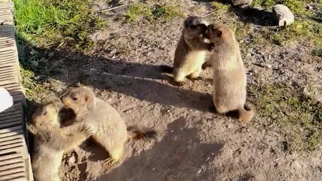 The groundhogs fought, and the fights were cute😘
