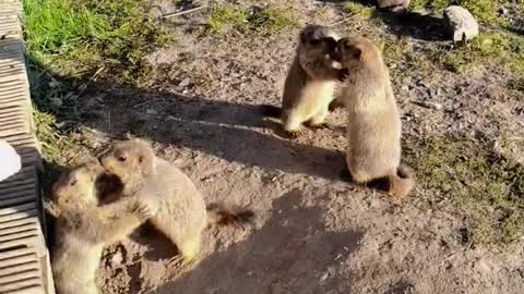 The groundhogs fought, and the fights were cute😘