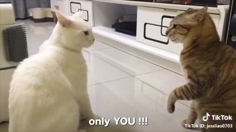 Cats talking like hooman, cats sound with subtitles.