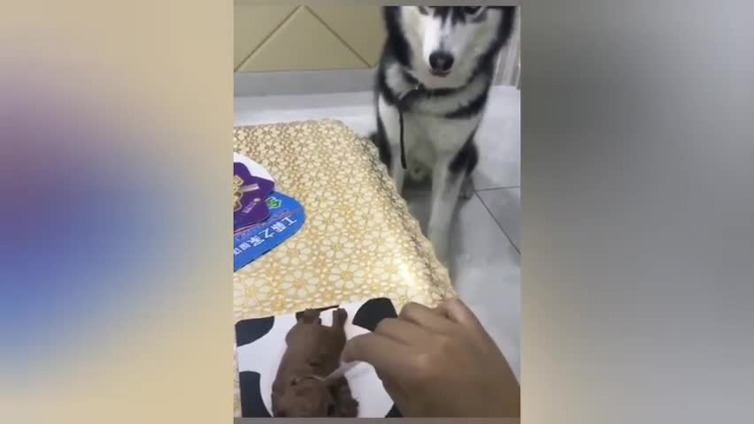 Funny Dog Cake Reaction Compilation #1