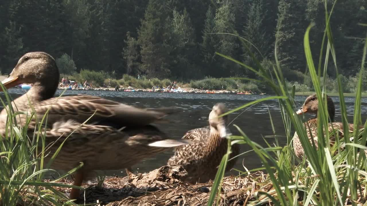 Ducks At The Lake Go For A Swim