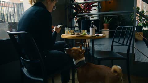 Young woman sit in cafe, eat breakfast and drink coffee, her pet basenji dog demands attention