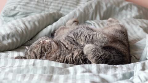 Cat sleeping. Close up view of lazy pet resting