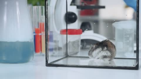 Lab hamster in glass container on working table in chemistry laboratory. Close-up shot