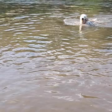 Slow motion Goldendoodle puppy fetches stick in pond