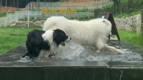 Cute and Funny Pet Videos to Keep You Smiling!