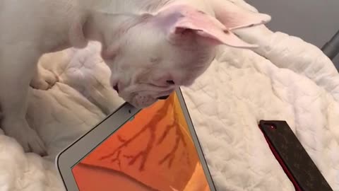 White french bulldog stares at laptop camera on bed