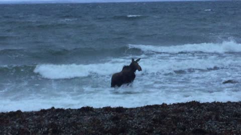 Moose Out For A Polar Dip In Kelligrews