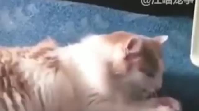 Funny Cats Dont try to stop laughing Funniest Cat Ever