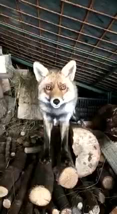 Volpe Domestica a Belluno