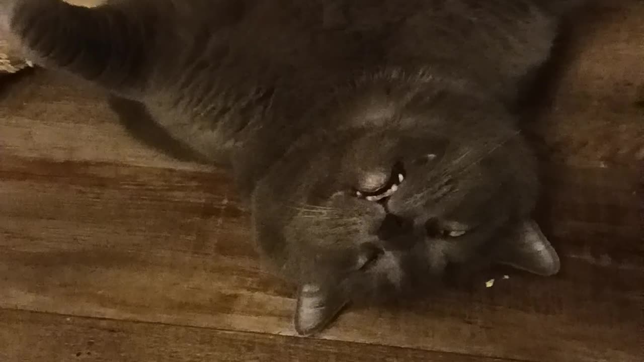 Big Kitty Sleeps With One Eye Open