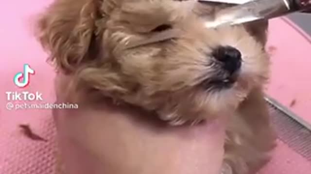 Puppy gets a hair cut