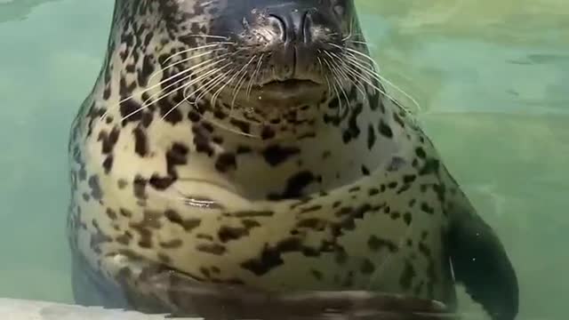 Super cute seal