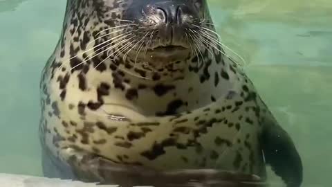 Super cute seal