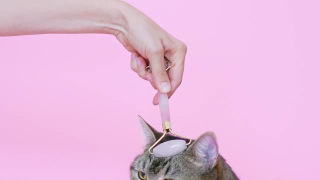 A Person Massaging a Cat With a Facial Roller