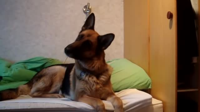 German shepherds reaction to wolf howling