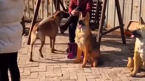 funny videos dog funny videos 2021