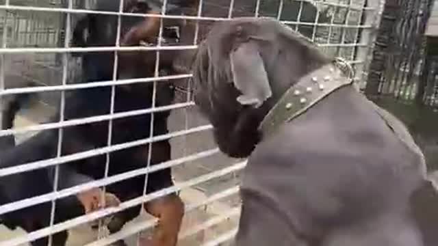 Through the wire. Are you trying to scare each other