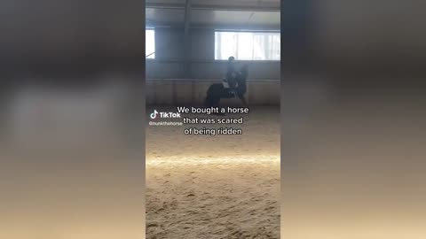 The Best HORSE - TikTok Compilation