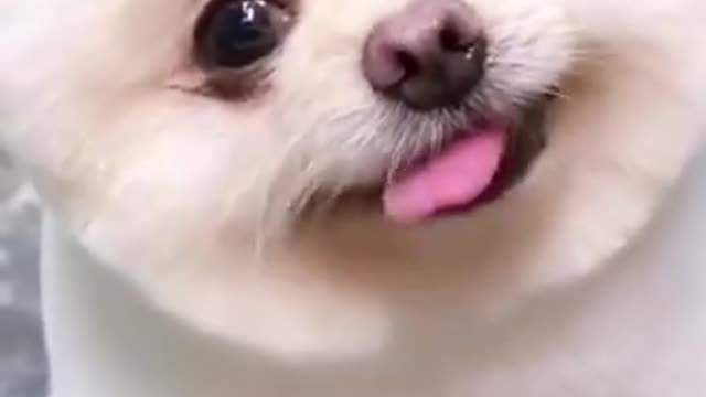 Cute and Funny Puppy Videos