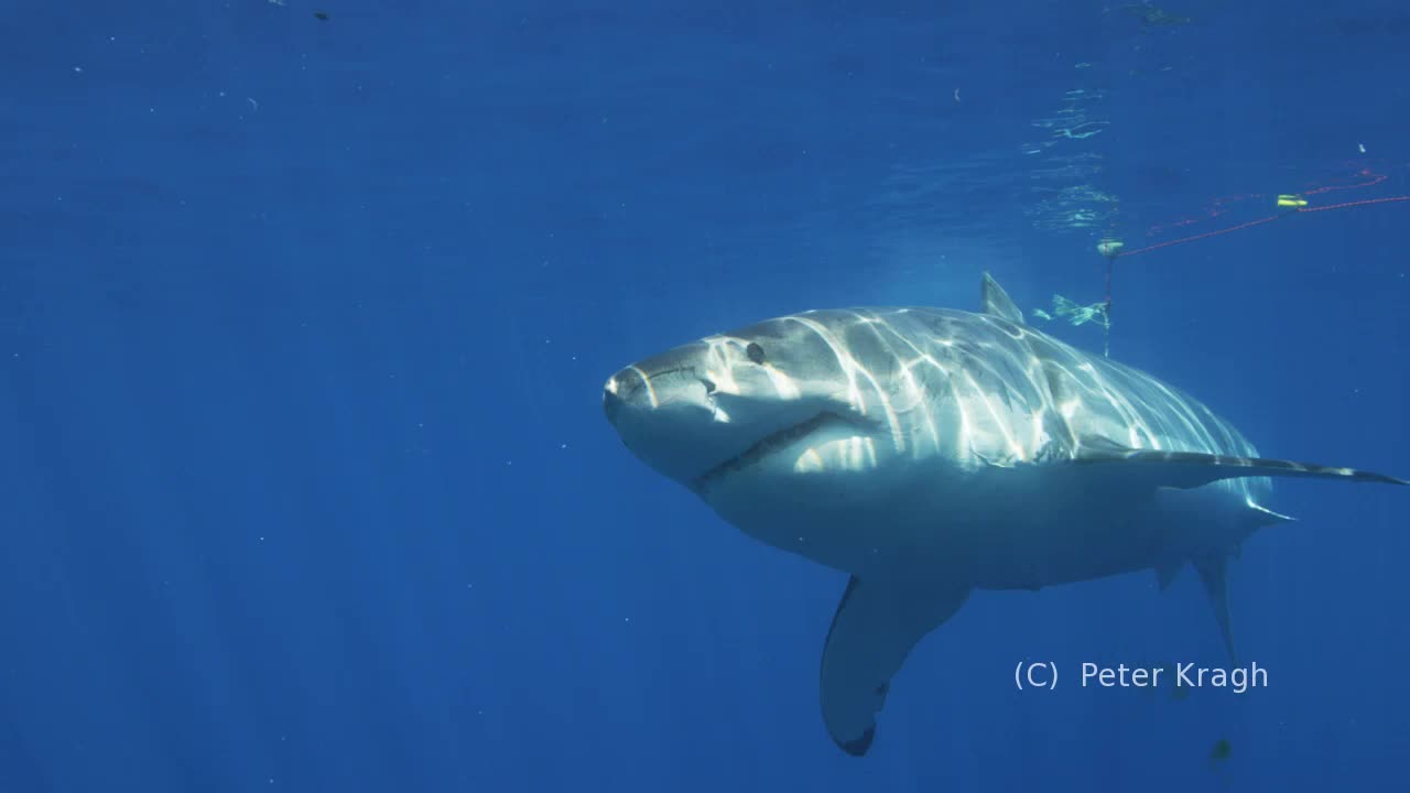 Great White Shark Cage Diving Guadalupe Island 2018