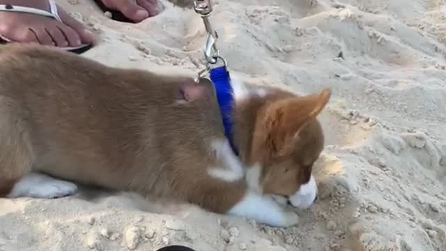 Corgi puppy walks in the sand at the beach and lays down