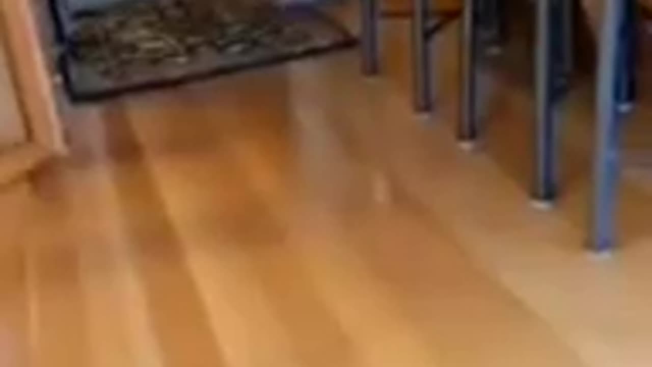 Funny Animals
