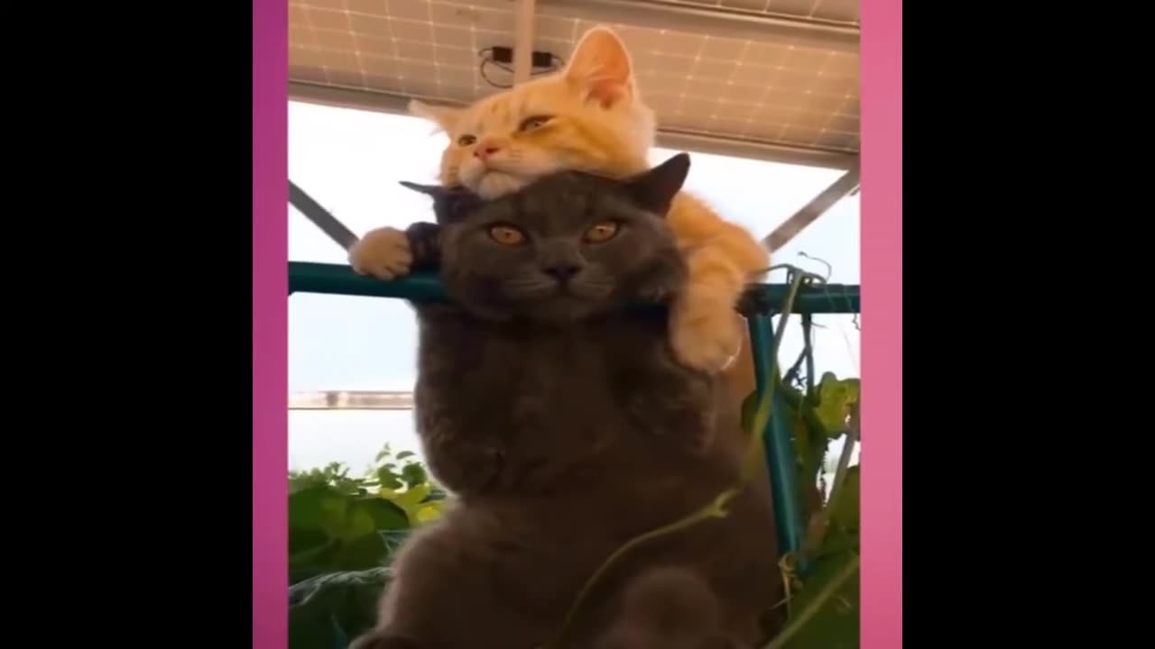 Funny Birds and Funny Animal Videos , Animal Reaction To Food