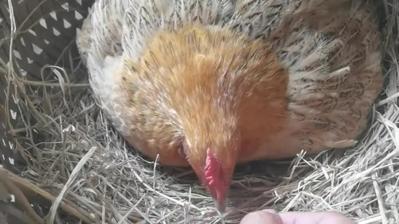 How to steal an egg from Hen professionally